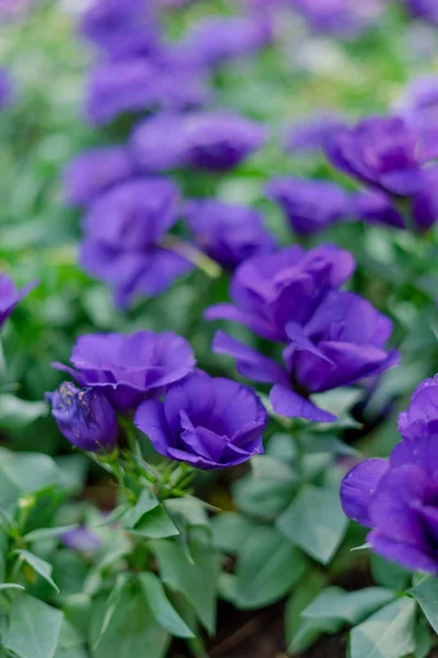 정원에서 꽃 Lisianthus 또는 Eustoma 식물의 클로즈업 — 스톡 사진