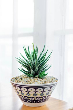 Haworthia fasciata 
