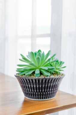 Echeveria 'yı kapatın. Meksika gösteri topu sulandırıcıları masanın üzerinde seramik kap içinde.