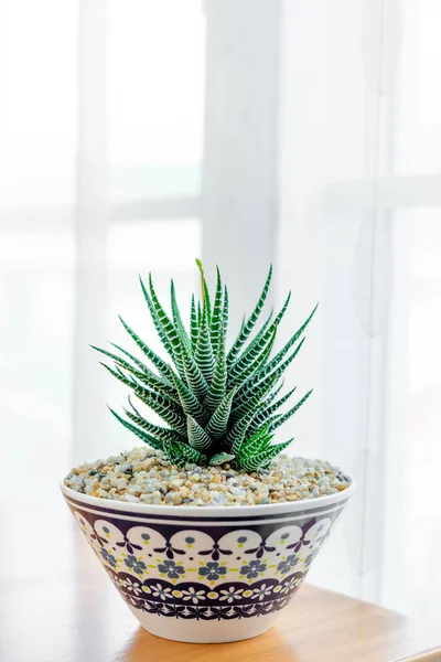 Nahaufnahme Haworthia Fasciata Zebrapflanze Keramiktopf Auf Dem Tisch — Stockfoto