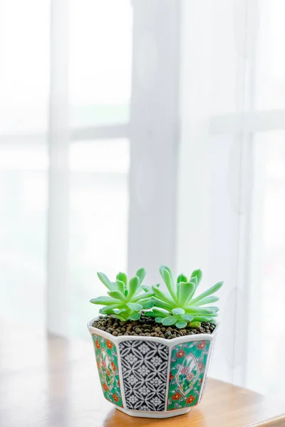 Close Echeveria Elegans Mexican Showball Succulents Ceramic Pot Table — Stock Photo, Image