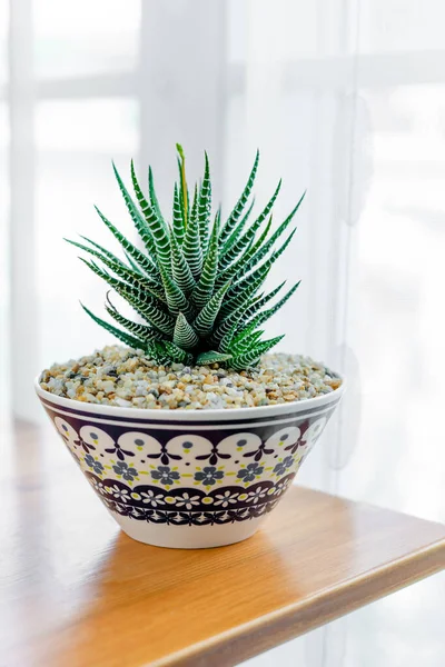 Tutup Haworthia Fasciata Tanaman Zebra Dalam Pot Keramik Atas Meja — Stok Foto