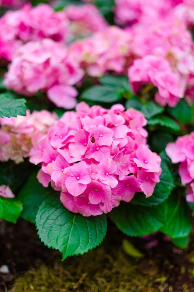 Hortensienblüte Hortensie Macrophylla Garten Stockbild