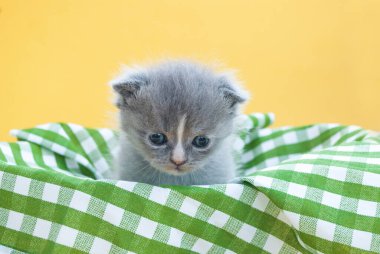 Sarı arka planda beyaz sepetteki parlak kedi yavrusu.