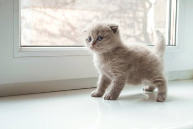 Beyaz pencere eşiğinde küçük sarışın İskoç kedi yavrusu. Metin için yer