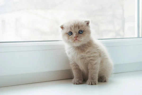 Pequeño Gatito Escocés Rubio Alféizar Ventana Blanco Lugar Para Texto — Foto de Stock