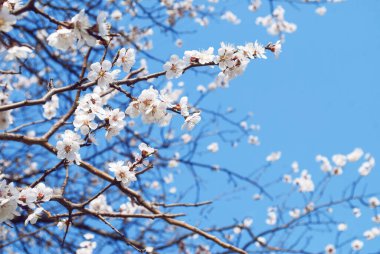 Mavi arka planda bir meyve ağacının çiçek açan dalları. Bahar çiçekleri. Çiçek tomurcukları. Beyaz yapraklar. Metin için yer.