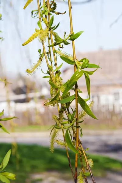 Junge Blätter Eines Baumes Aus Nächster Nähe Der Frühlingsanfang — Stockfoto