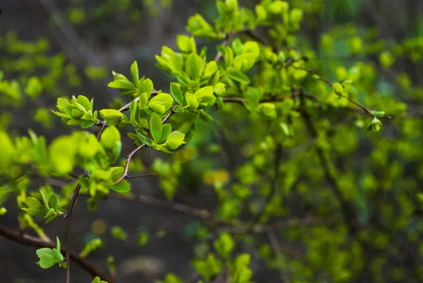 Junge Blätter Eines Baumes Aus Nächster Nähe Der Frühlingsanfang — Stockfoto