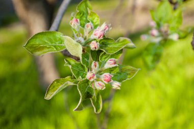 Çiçek açan bahçe ağacı, yakın plan beyaz..