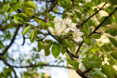 Çiçek açan bahçe ağacı, yakın plan beyaz..