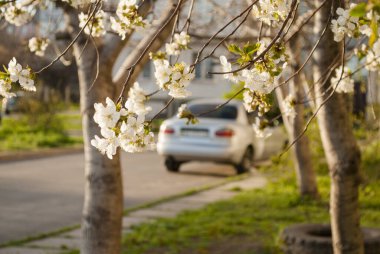 Çiçek açan bahçe ağacı, beyaz yakın plan. Evin yakınındaki bahçede..