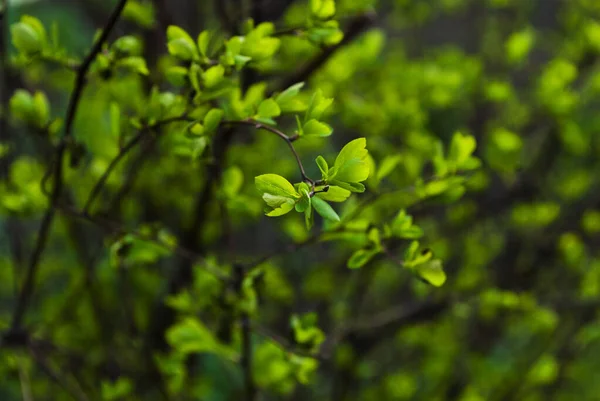 Jovens Folhas Verdes Florescentes Arbusto Close — Fotografia de Stock