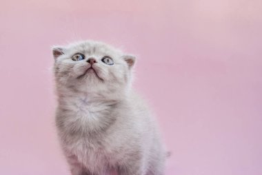 Parlak kedi yavrusu pembe bir arka plana bakıyor. Yakın plan. Metin için yer