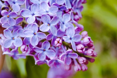 Çiçek açan leylak çiçeklerinin dokusu, yakın plan.