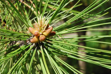 Kozalaklı genç kozalaklar