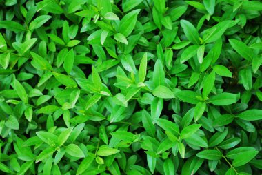 Çalıların üzerindeki genç yaprakların dokusu. Yakın plan.