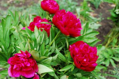 Çiçek açan kırmızı şakayık çalıları.