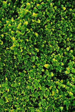 Genç yeşil yaprakların dokusu.