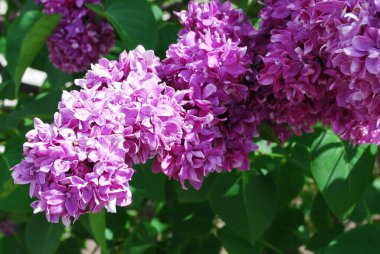 Çiçek açan leylağın dalları. Baharın başlangıcı