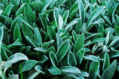 Genç yeşil yaprakların dokusu. Üst görünüm.