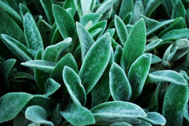 Genç yeşil yaprakların dokusu.