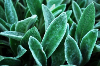 Genç yeşil yaprakların dokusu. Üst görünüm.