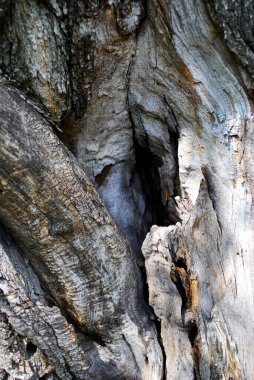 Eski kuru ağaç kabuğu dokusu, içi boş. Yakın plan.