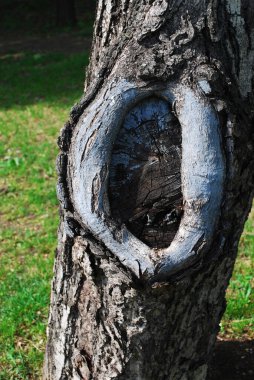 Yaşlı kuru ağaç, kabuk dokusu, oyuk. Yakın plan.