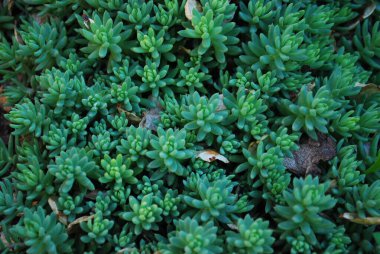 Doğal ortamda küçük sulu bitkiler, yakın plan.