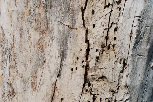 Texturen Ett Träd Förstört Termiter Närbild — Stockfoto