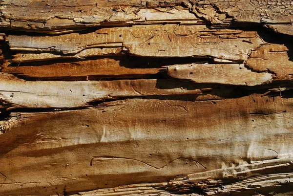 Bir Trevine Ağacının Yakın Çekim Dokusu — Stok fotoğraf