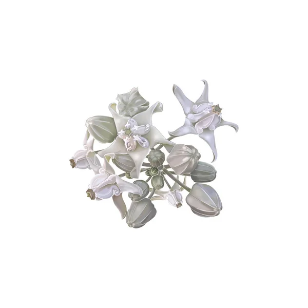 Taç çiçek Calotropis Giantea tasarım çizim — Stok fotoğraf