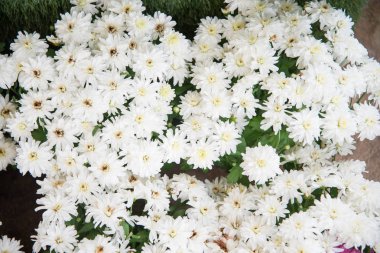 Bahçe Beyaz cosmos çiçek arka plan 