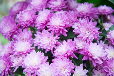 Mor cosmos Çiçek Bahçe 