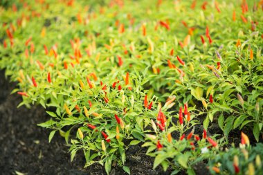 Kırmızı ve yeşil Chili's çiftlik 