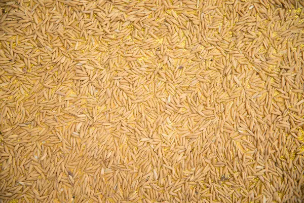 Fondo de arroz integral con dorado —  Fotos de Stock