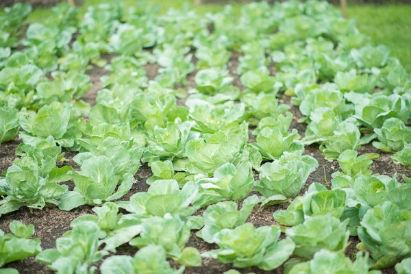 Grünkohl Gemüsefarm Neuanpflanzung — Stockfoto