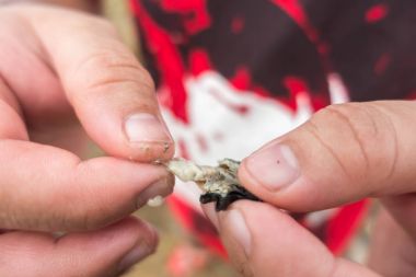 Deniz plaja buzlu taze istiridye