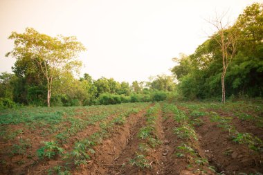 Manyok çiftlik ülke yan sanayi yakın çekim