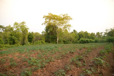 Manyok çiftlik ülke yan sanayi yakın çekim
