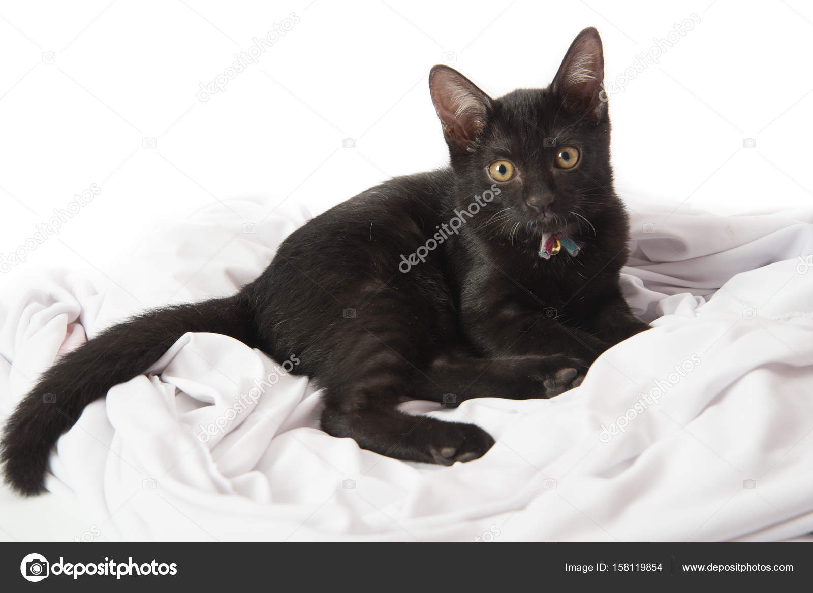 noir chatte photo