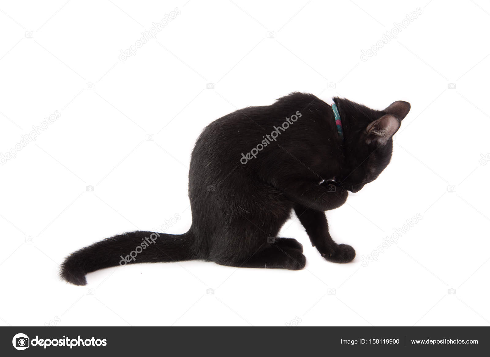 noir chatte com