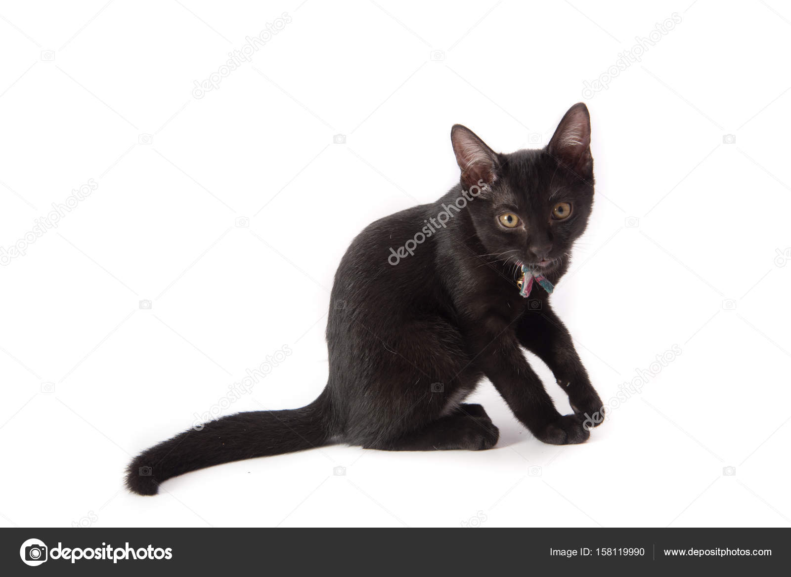 Close up noir chatte photo