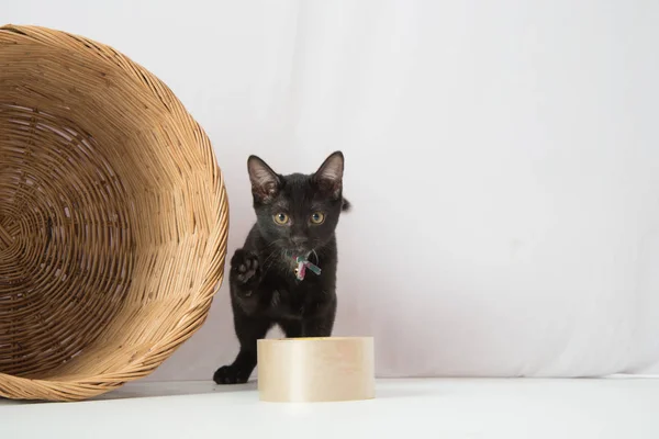 Black little kitten cat sitting in the basket — Stock Photo, Image