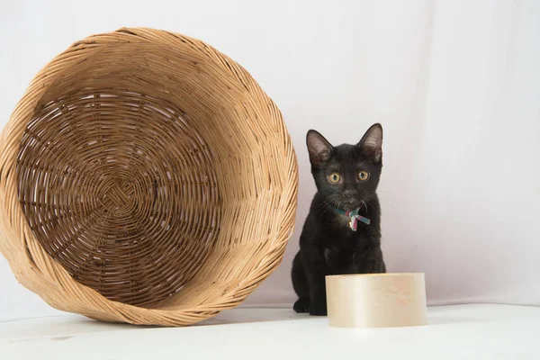 Black little kitten cat sitting in the basket — Stock Photo, Image