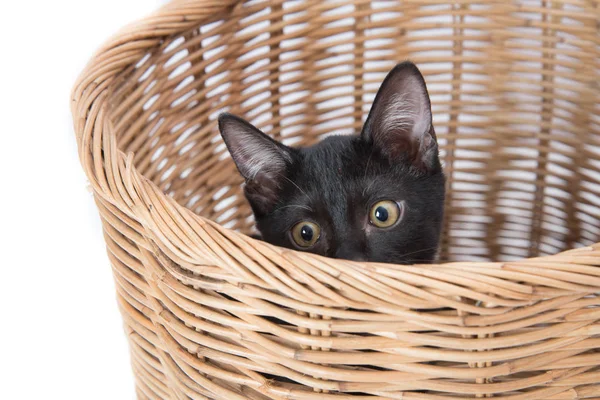 Black little kitten cat sitting in the basket — Stock Photo, Image