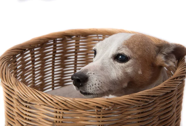 Zblízka Jack russel pes v košíku — Stock fotografie