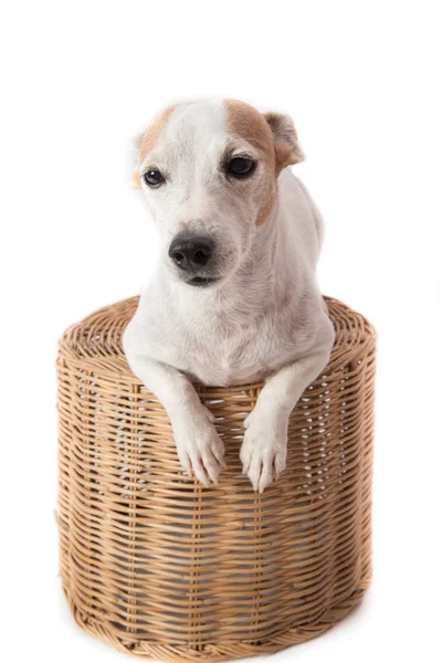 Close up de Jack Russel cão na cesta — Fotografia de Stock