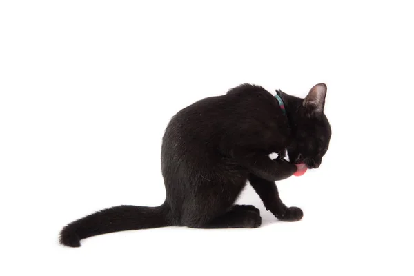 Close up black kittle cat on white background — Stock Photo, Image